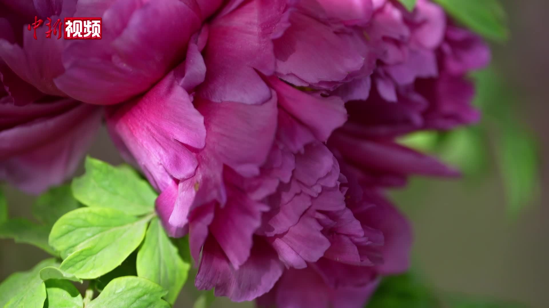 山东菏泽：一株三并蒂的“墨润绝伦”牡丹盛放