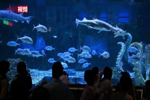 廣州推出“動(dòng)物總動(dòng)員奇妙夜”迎接五一假期