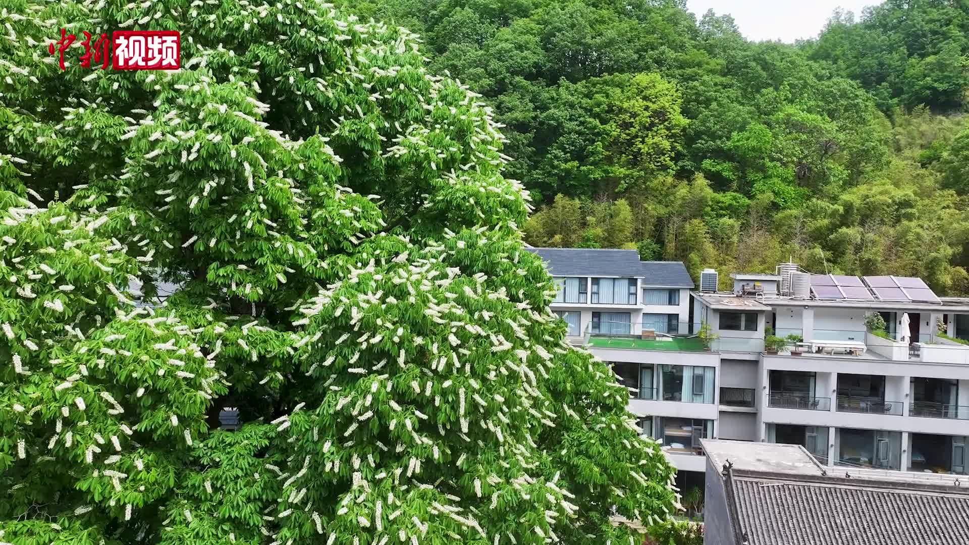 见者好运！洛阳千年菩提树再开花