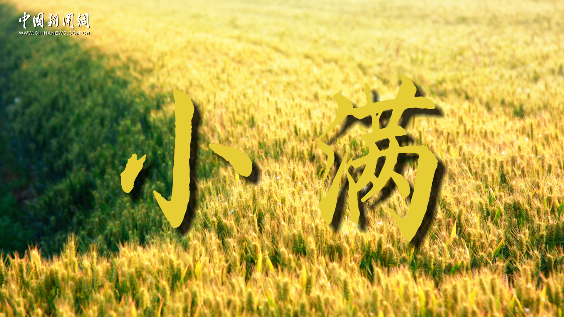 小满：晴光铺沃野 万物皆丰盈