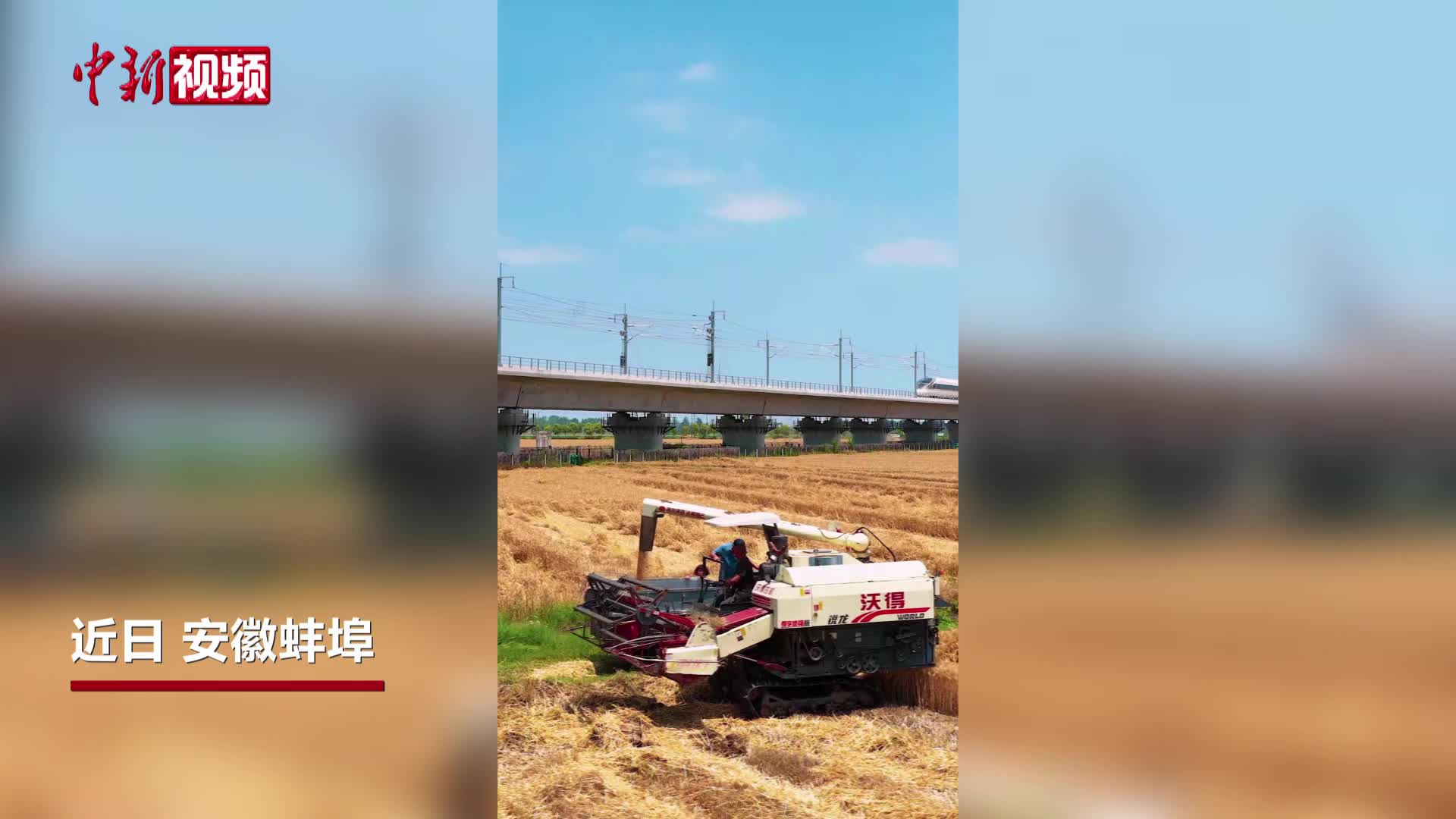 高铁穿麦浪，皖北麦收正当时