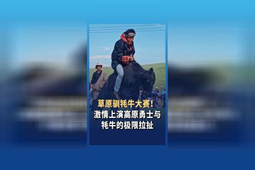 草原驯牦牛大赛！激情上演高原勇士与牦牛的极限拉扯