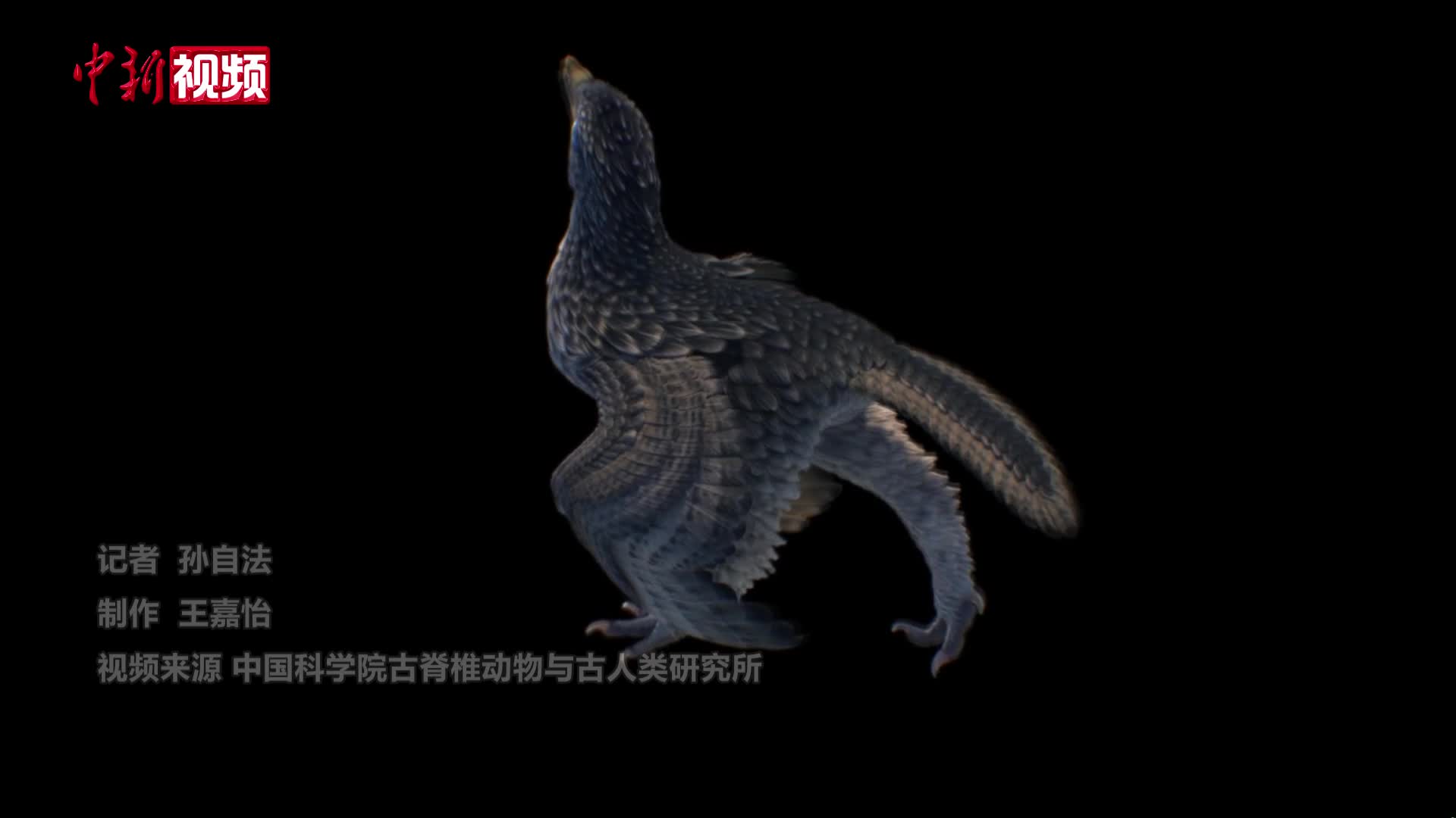 中国发现已知体型最小长尾鸟类