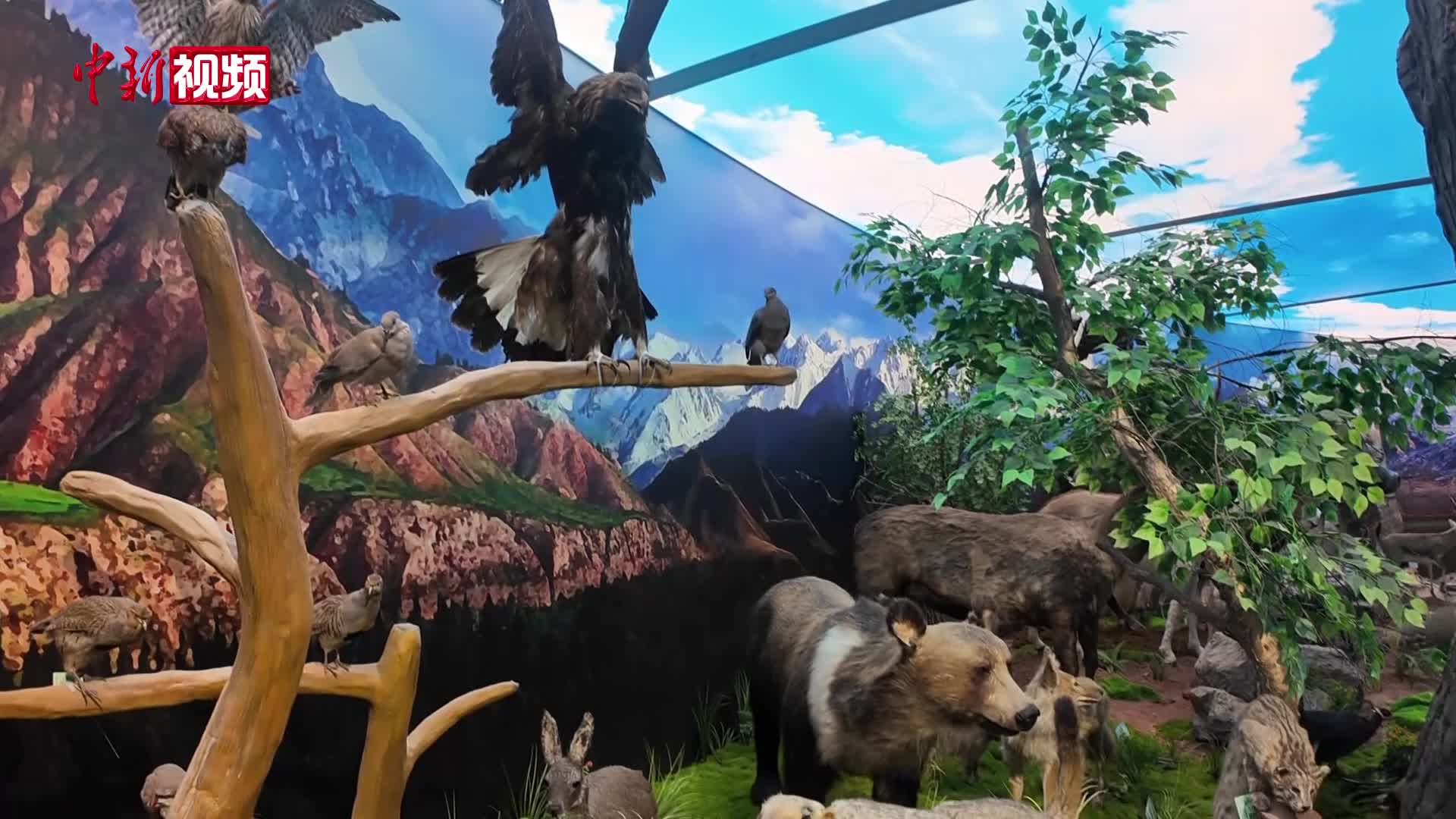 祁连山下有座“静态”高原精灵动物园