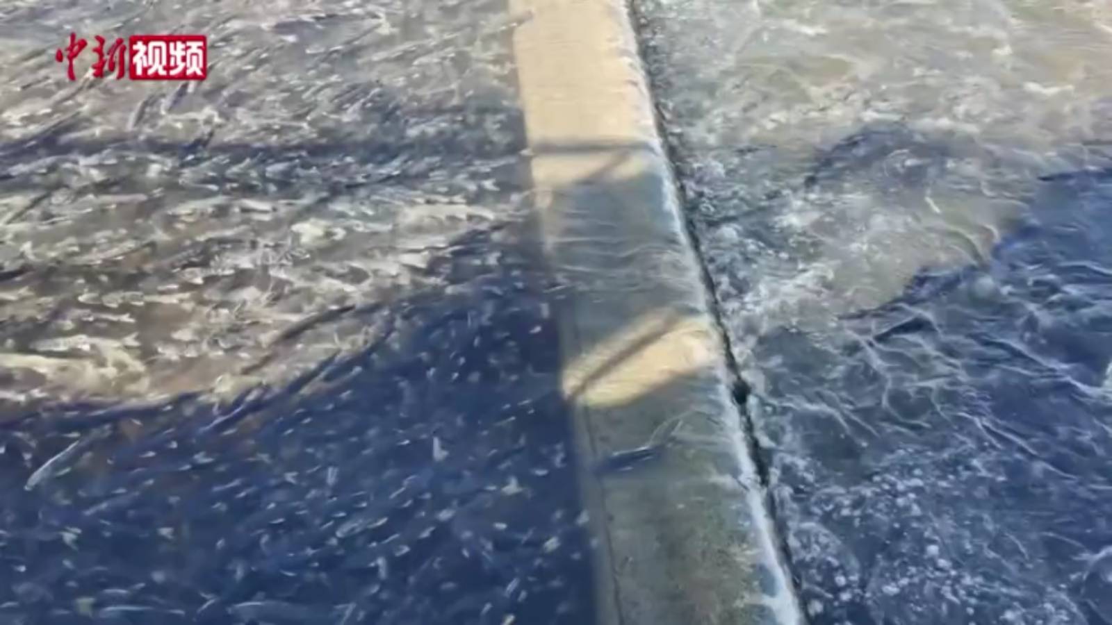一尾尾湟鱼 串起青海湖环环相扣的生态链