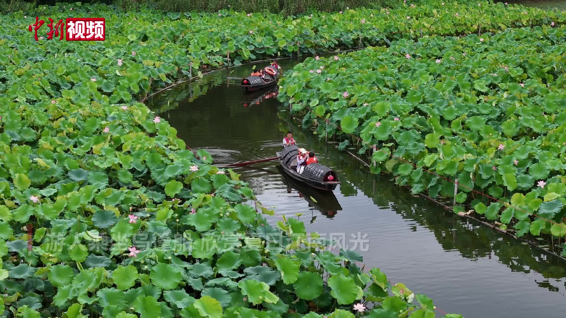 浙江绍兴百亩莲花盛放 游人乘乌篷船观花