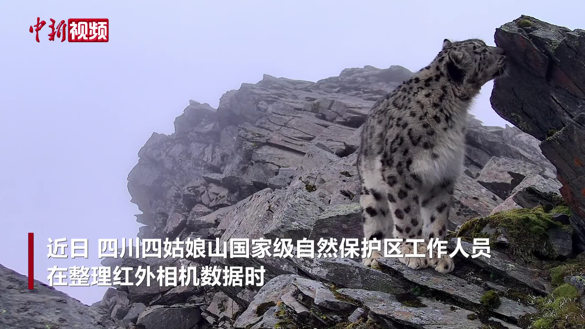 四姑娘山再次捕获到雪豹清晰活动影像