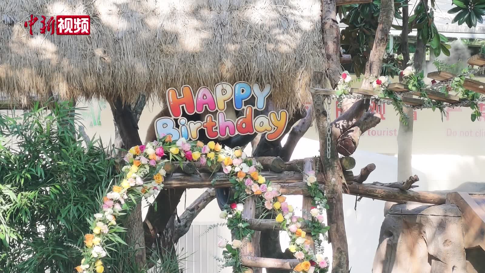 重庆双胞胎大熊猫“渝可”“渝爱”迎来4周岁生日
