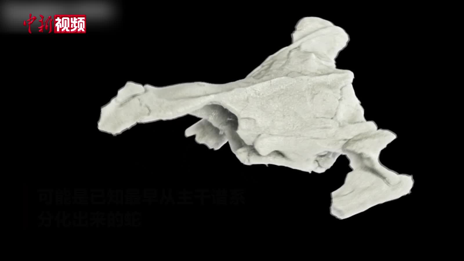 国际最新研究发现七八千万年前穴居蛇
