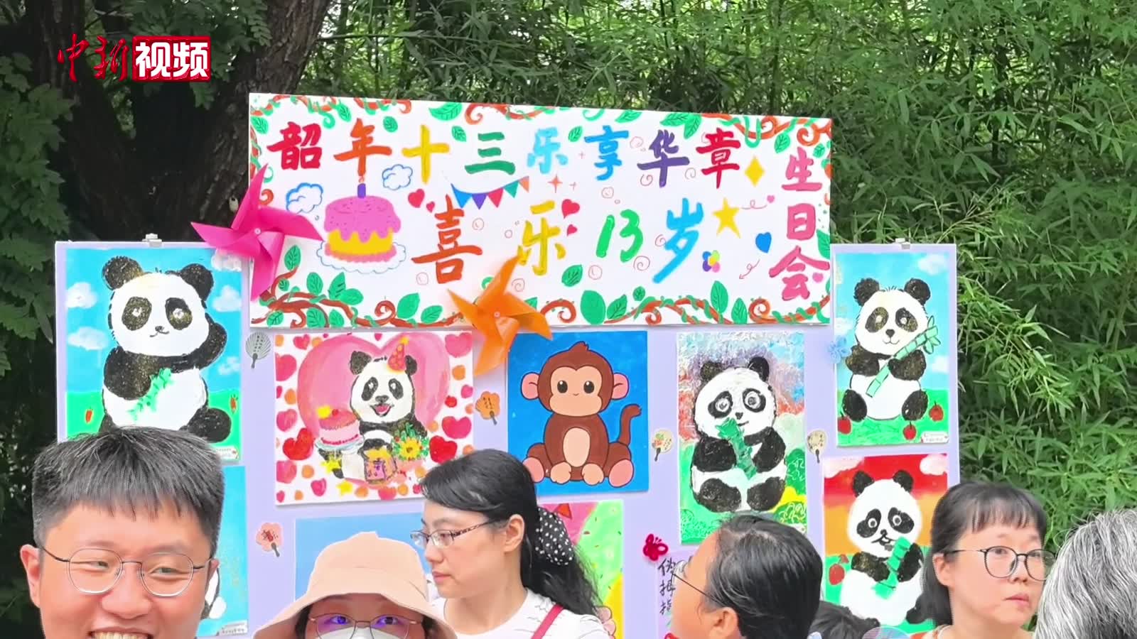 天津动物园大熊猫“喜乐”迎来13岁生日