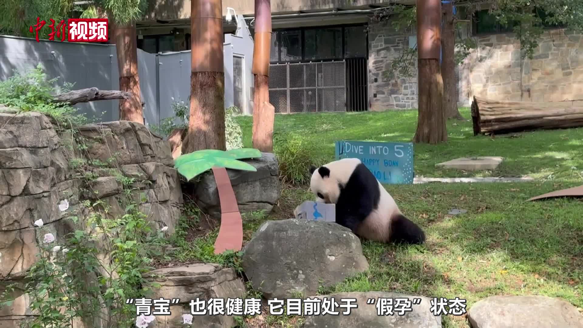 旅美大熊猫“宝力”迎来五周岁生日