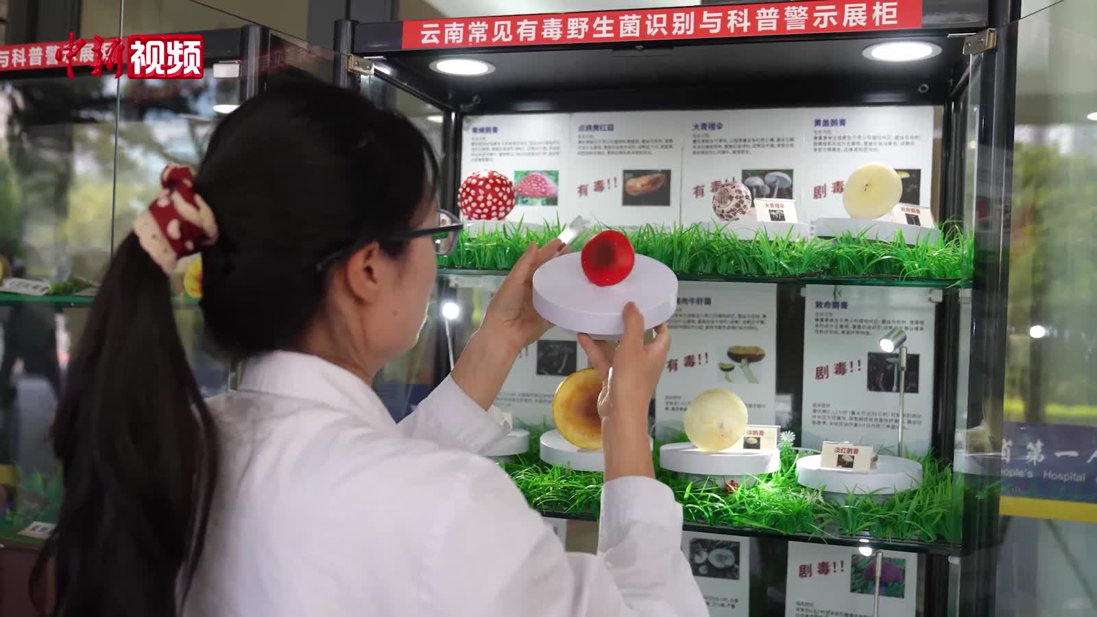 云南昆明：急诊门口摆“毒菌展柜” 20多种模型教你“谁有毒”