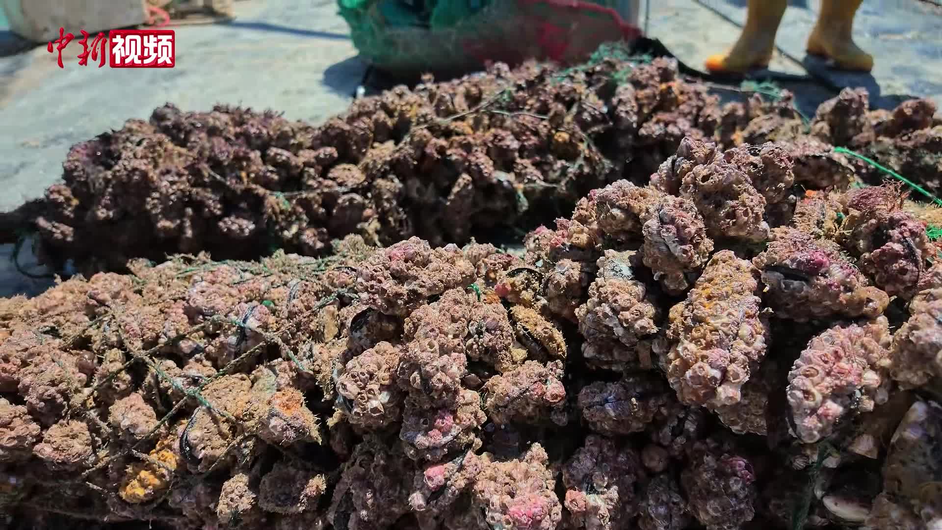 福州连江鲜活贻贝首次出口至台湾地区
