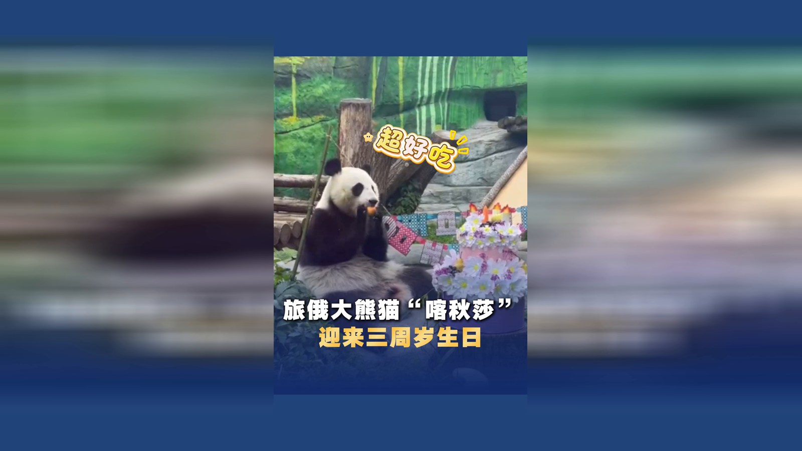 旅俄大熊猫“喀秋莎”迎来三周岁生日