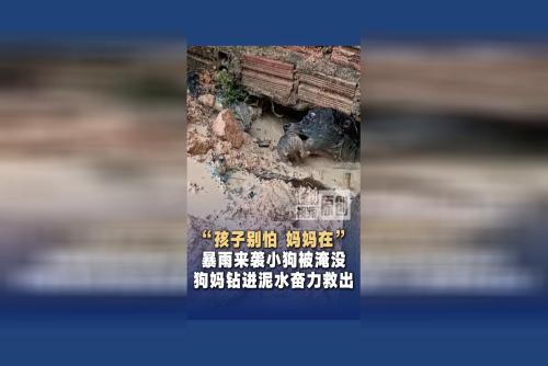 “孩子别怕，妈妈在” 暴雨来袭小狗泡水中 狗妈钻进泥水奋力救出