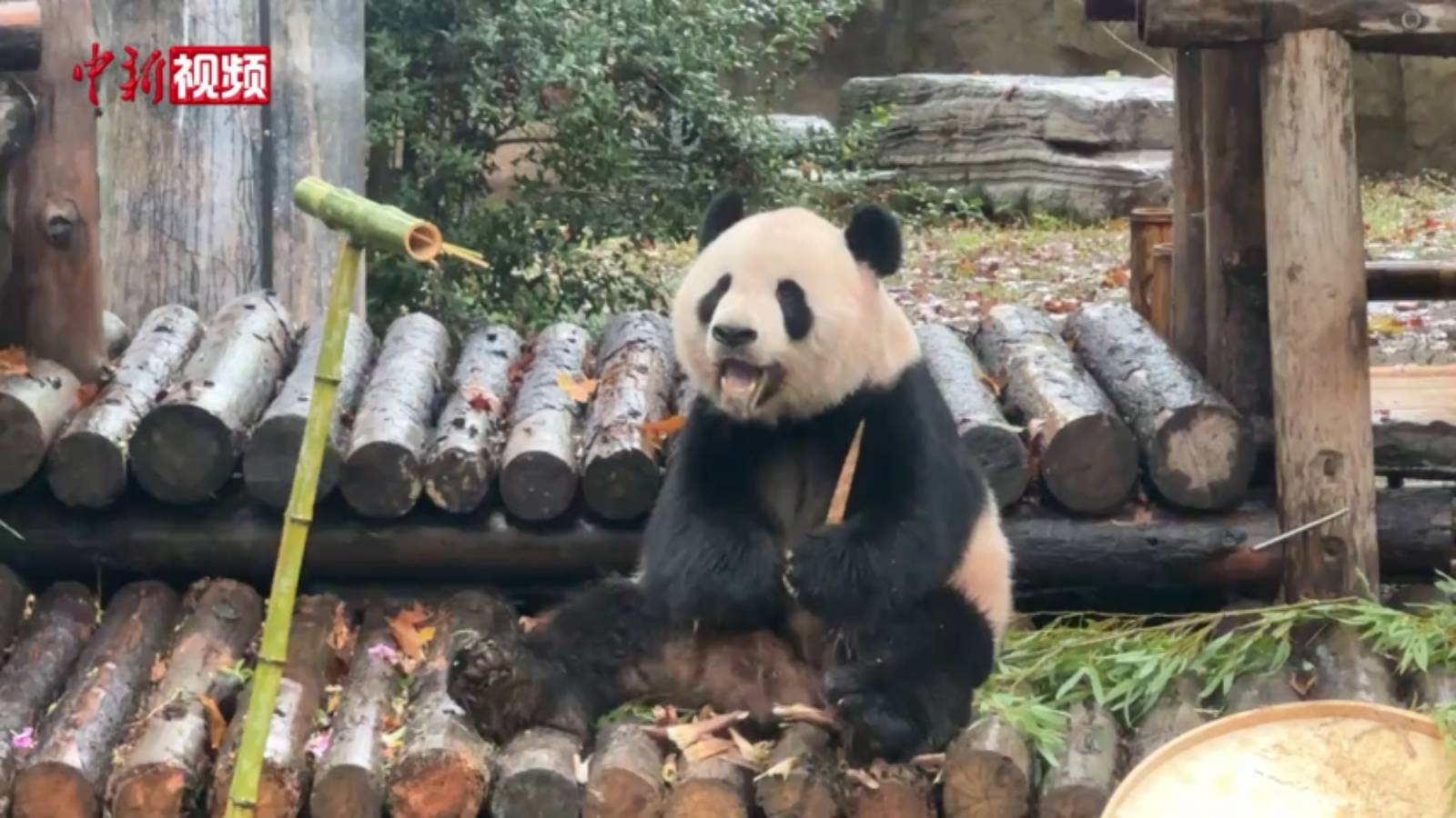 上海野生动物园为三只大熊猫庆生