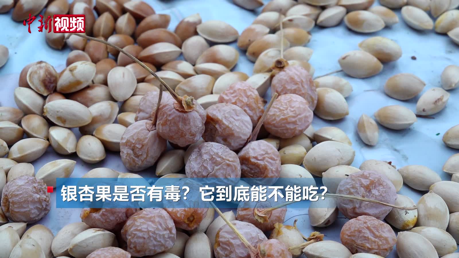 银杏果能吃吗？是养生好物还是暗藏毒素？