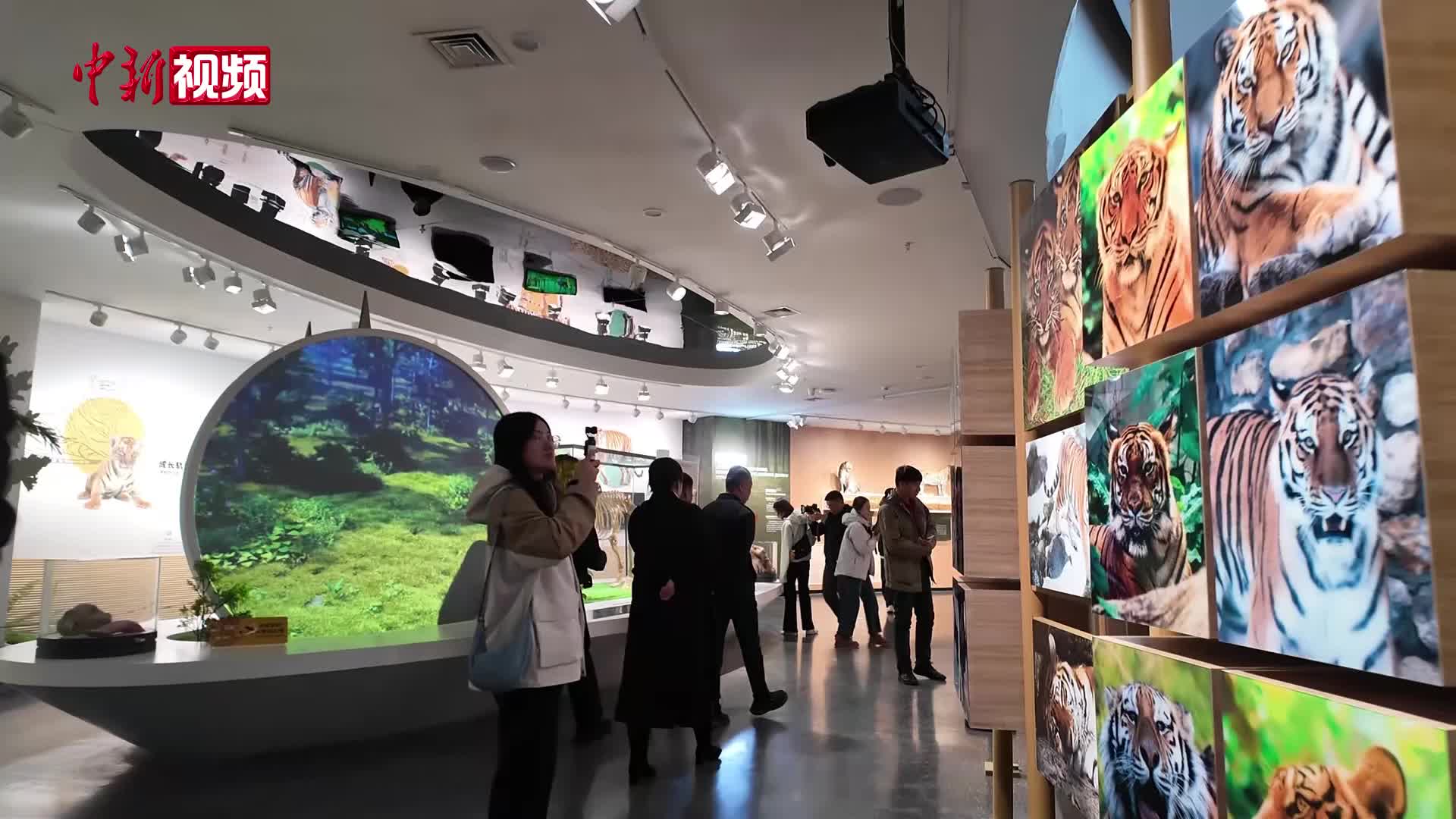 东北虎豹频频“出镜”背后藏着怎样的生态密码？