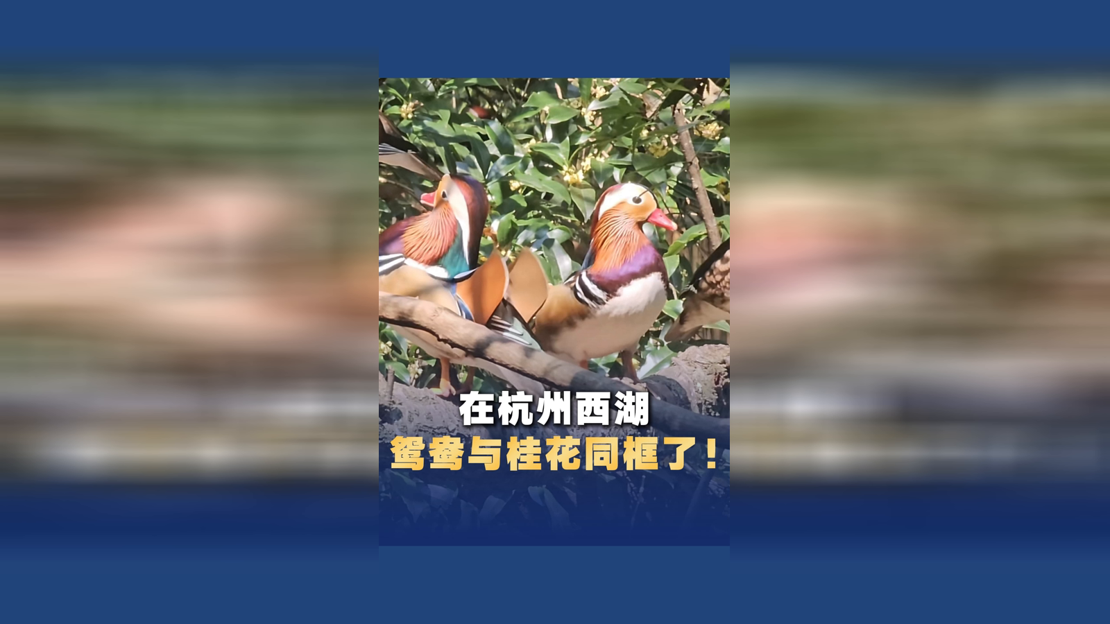 “鸳鸯与桂花同框”限定画面惊艳