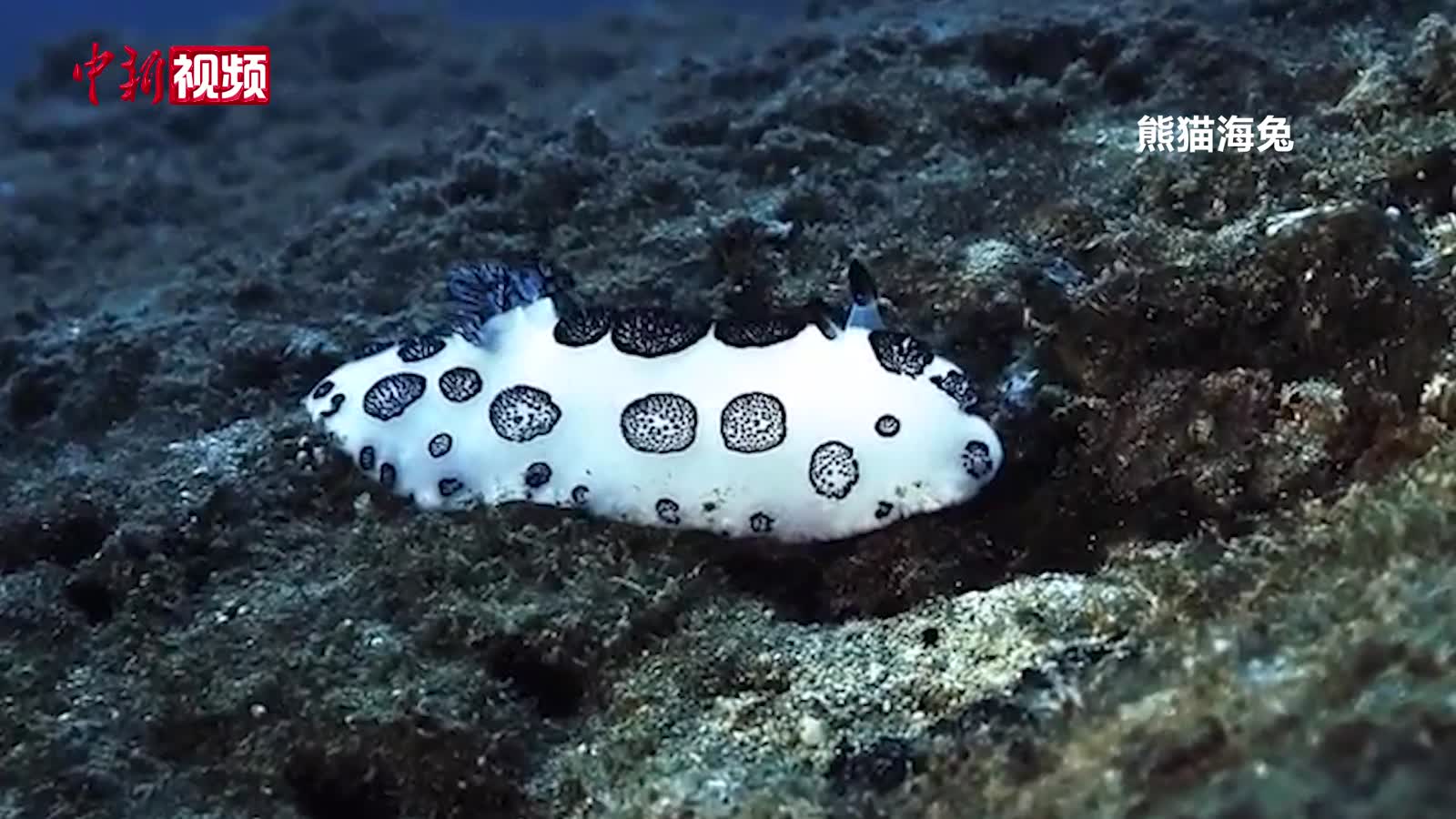 三亚蜈支洲岛海域发现大体型熊猫海兔