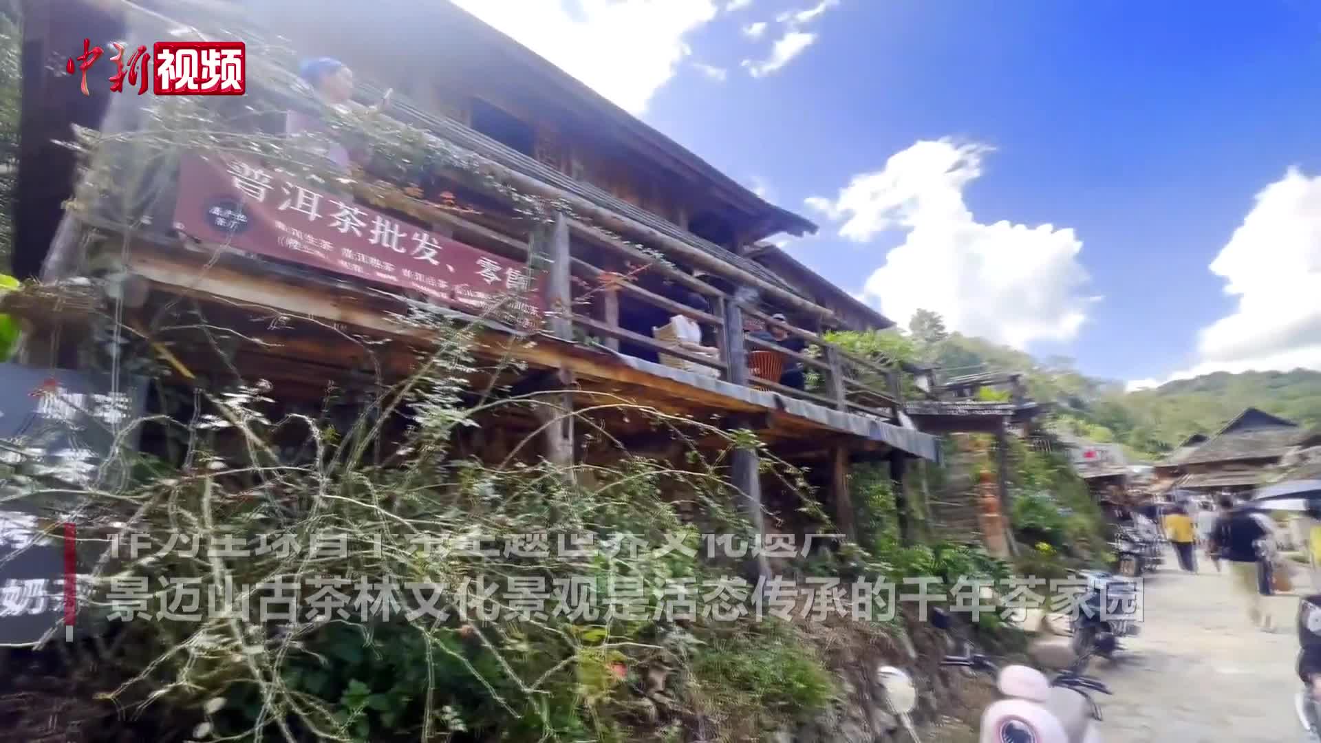 一叶古茶连同心 景迈山各族儿女共护千年茶脉