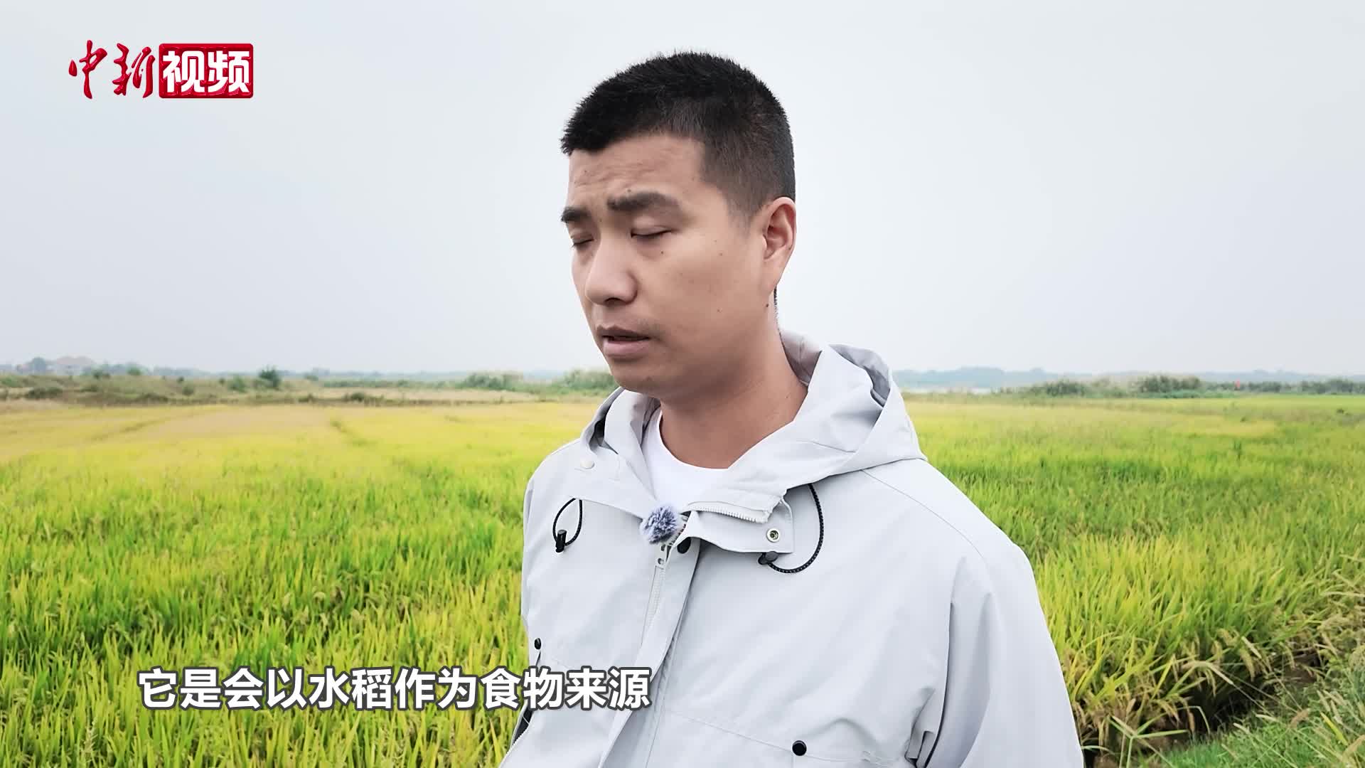 武汉安山湿地40亩水稻不收割 为候鸟备足“口粮”